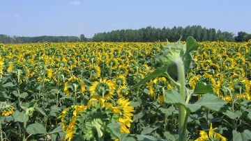 désherbage du tournesol
